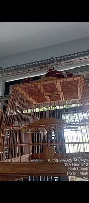 Mái xám trắng,rồng xanh nam mỹ ae chơi cảnh 9999. Mua bán Chim tại Huyện Bình Chánh Tp Hồ Chí Minh được đăng bởi Thành Ban