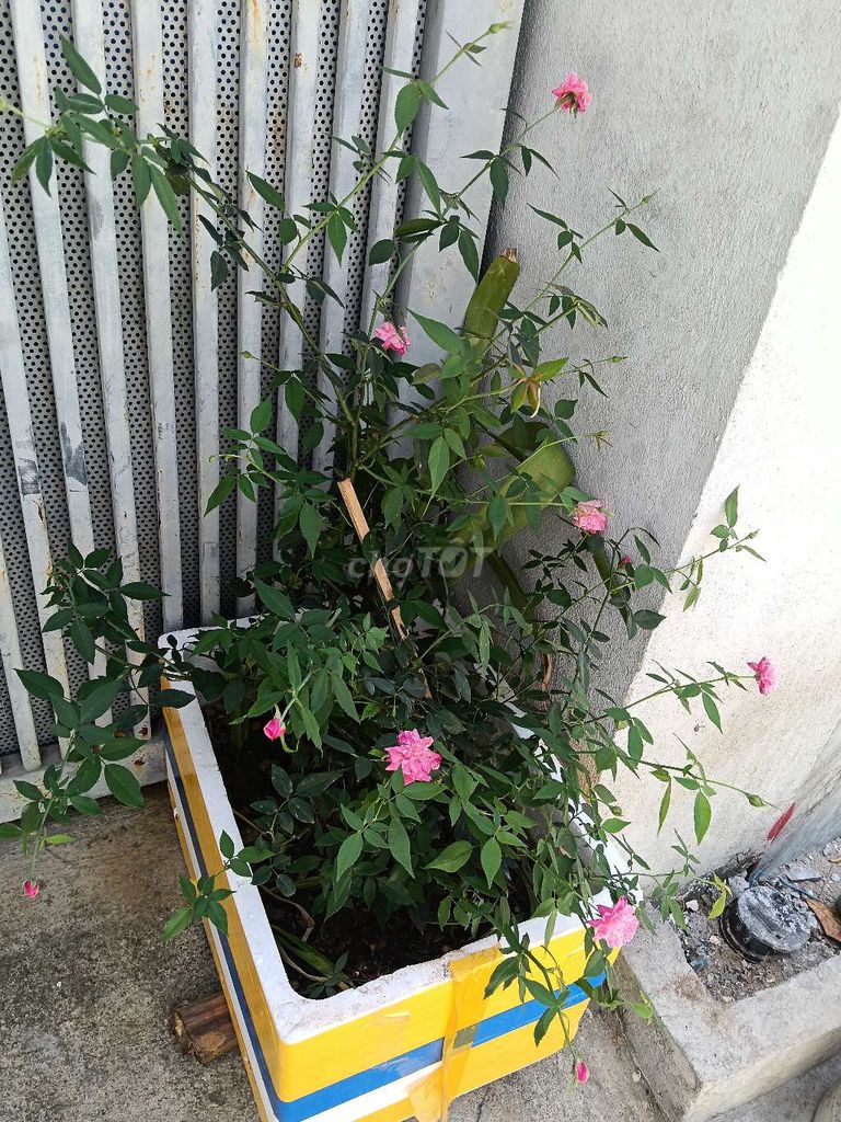 Hoa hồng Hồng đang ra nụ. Mua bán Cây cảnh, đồ trang trí tại Quận Cẩm Lệ Đà Nẵng được đăng bởi Duong Ny hình 1