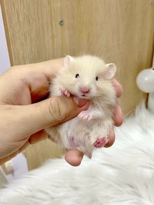 Hamster Baby Thái