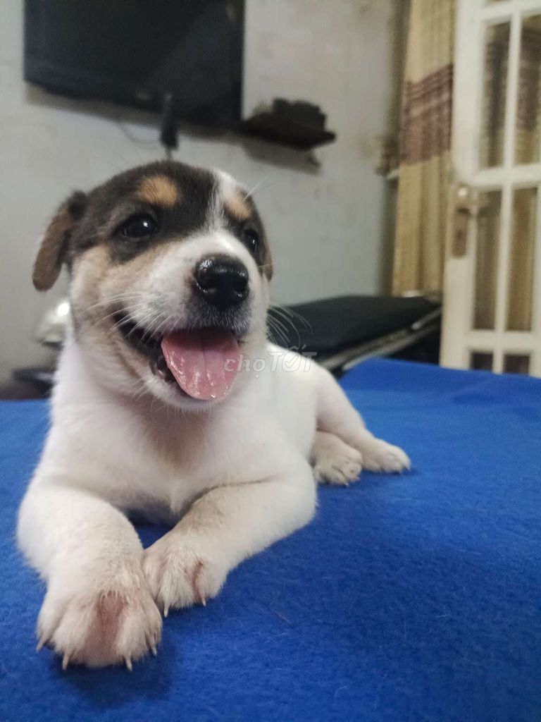 Bé corgi f1 chân lùn, mập ú thân thiện