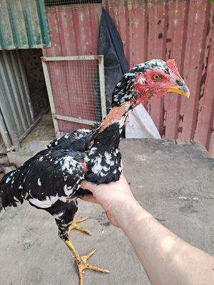 Gà Mơ mào cờ Mái Đen trắng