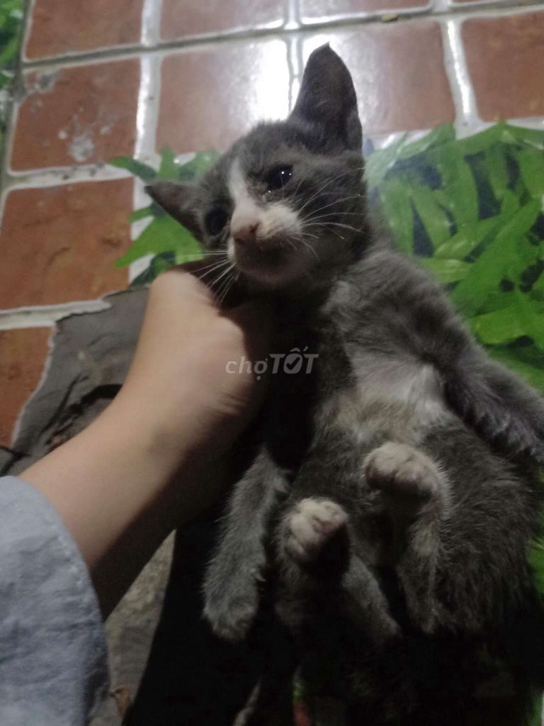 Mèo aln con. Mua bán Mèo tại Huyện Bến Lức Long An được đăng bởi Trâm aanh hình 1