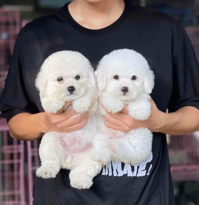 chó poodle trắng 2 tháng tuổi