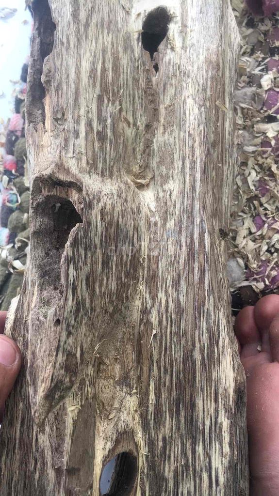 trấm hương.cây kien để bàn.hoặc để bàn thờ ông đia