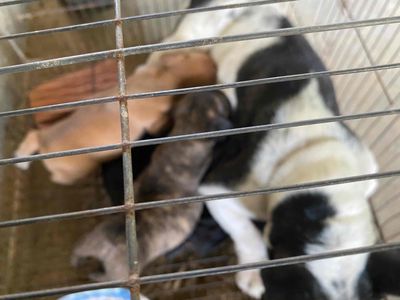 Chó Bull Pháp lai cỏ sơ sinh. Mua bán Chó tại Thành phố Bến Tre Bến Tre được đăng bởi phan phong