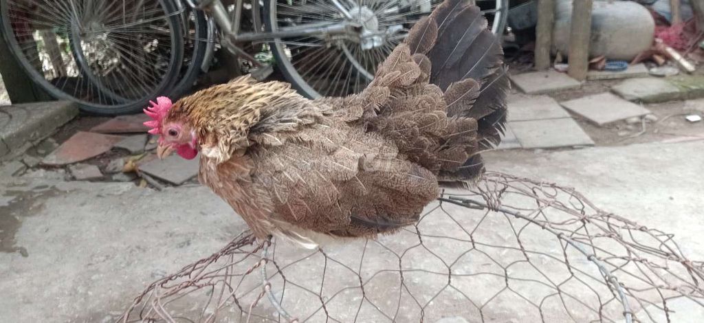 Gà tre thái chân lùn rặc. Mua bán Gà tại Huyện Chợ Mới An Giang được đăng bởi Cao Minh Thuận hình 1