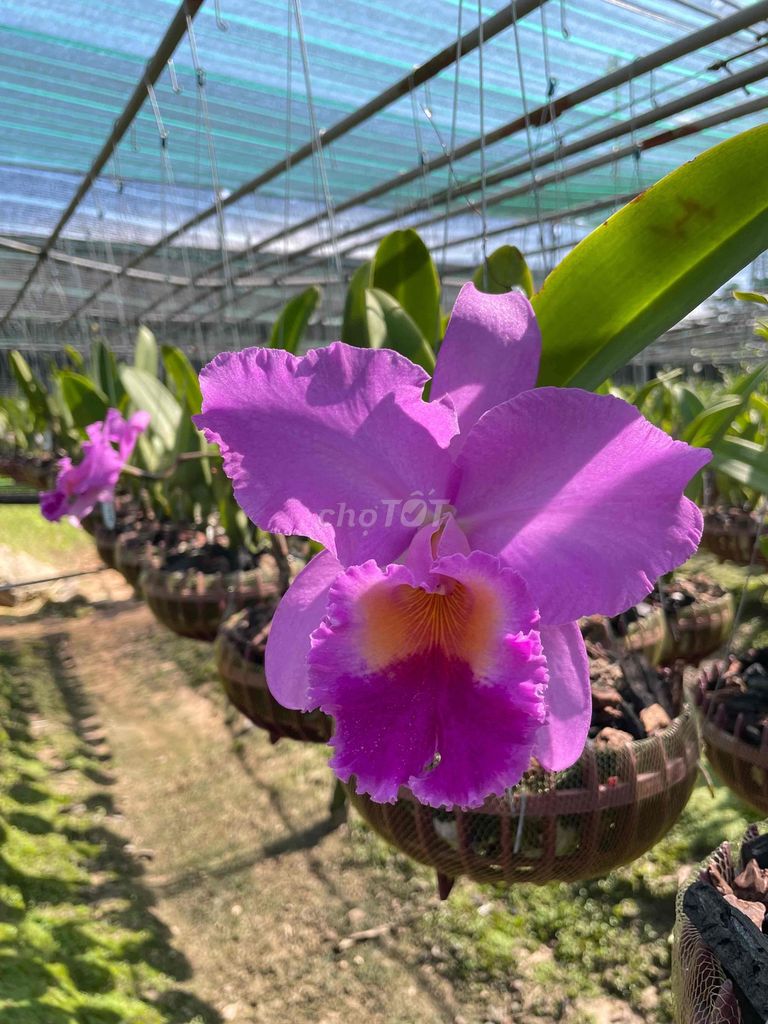 Lan Cattleya Tím. Mua bán Cây cảnh, đồ trang trí tại Huyện Hóc Môn Tp Hồ Chí Minh được đăng bởi Trần Bảo Châu hình 1