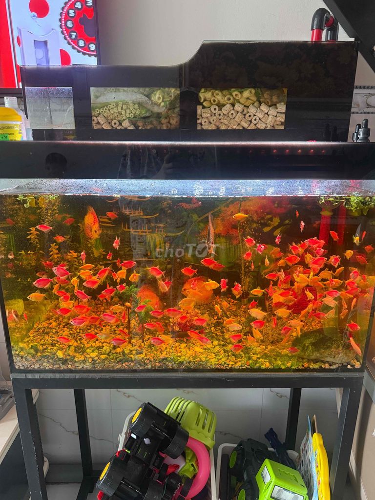 Cá cảnh Đa màu. Mua bán Thú cưng khác tại Thành phố Rạch Giá Kiên Giang được đăng bởi Nguyễn Tiểu Phương hình 1