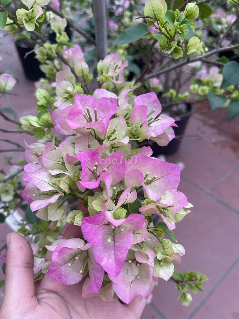 Gốc Hoa bông giấy Hồng phấn 2m. Mua bán Cây cảnh, đồ trang trí tại Thành phố Huế Thừa Thiên Huế được đăng bởi huemuaban hình 1