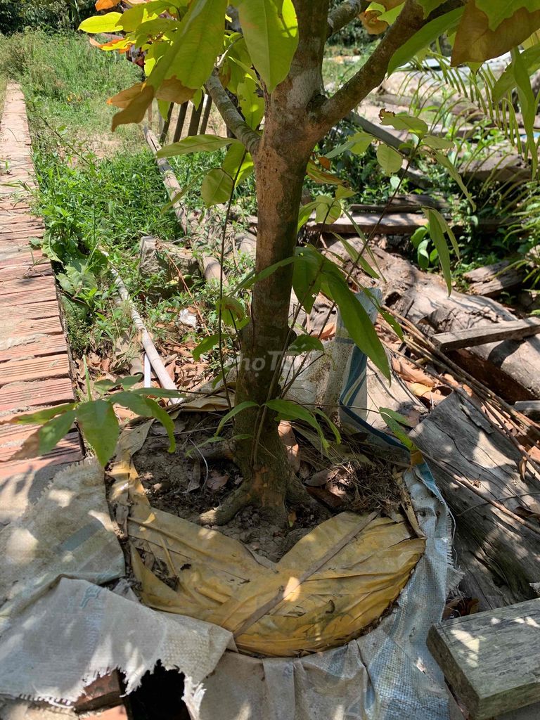 Cây cảnh Mai. Mua bán Cây cảnh, đồ trang trí tại Huyện Phong Điền Cần Thơ được đăng bởi Hoàng Thiên hình 1