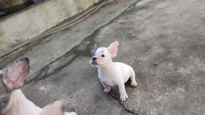 BÁN NHANH ĐÀN BULL PHÁP 3ĐỰC 3 CÁI SIÊU KUTE. Mua bán Chó tại Huyện Thanh Trì Hà Nội được đăng bởi Tĩnh