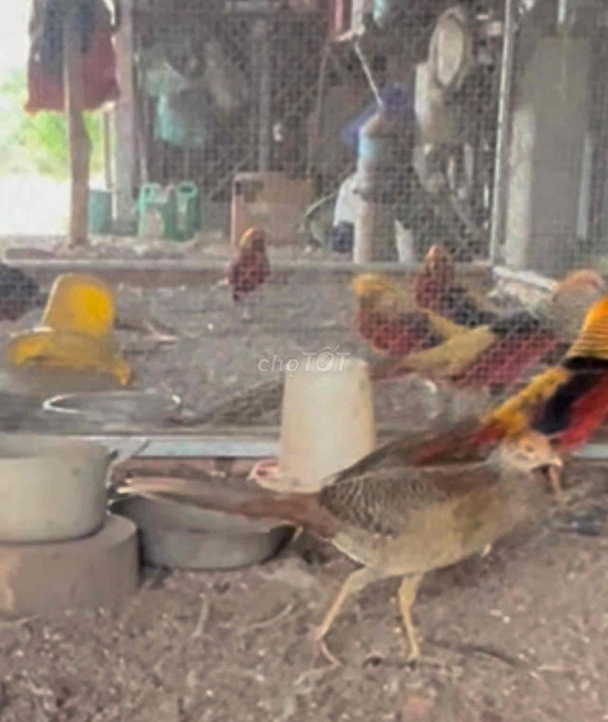 CHIM TRĨ 7 MÀU ĐỎ, NUÔI TRÊN 2 NĂM. Mua bán Chim tại Thành phố Thủ Đức Tp Hồ Chí Minh được đăng bởi VUI VẺ Tiệm cơm hình 3