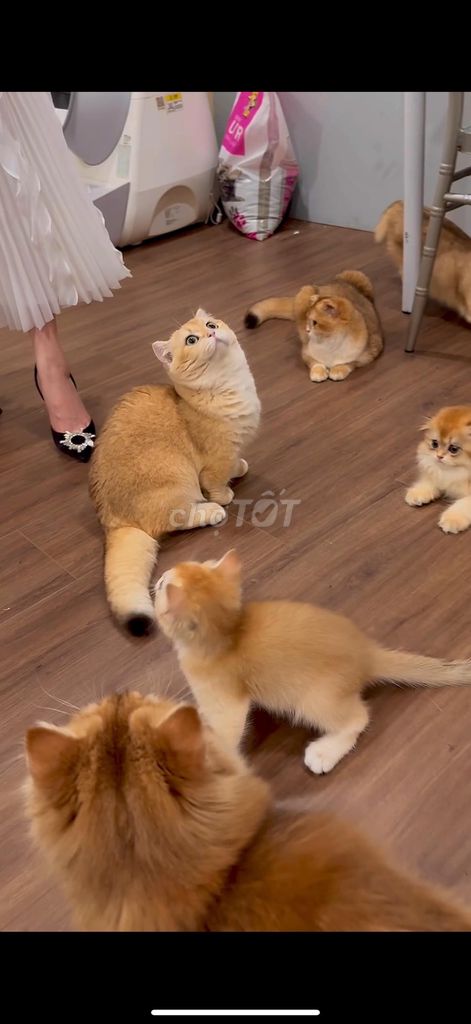 Mèo Scottish Fold Lông Dài/ Ngắn màu Golden