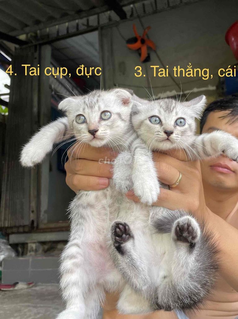 Mèo con Anh lai ta 2 tháng. Mua bán Mèo tại Huyện Tân Trụ Long An được đăng bởi Ngân Kim hình 1