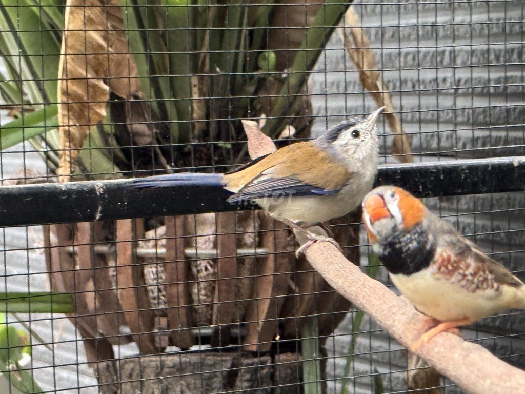 Bán khướu lùn cánh xanh. Mua bán Chim tại Huyện Đông Anh Hà Nội được đăng bởi A Hiêp hình 1