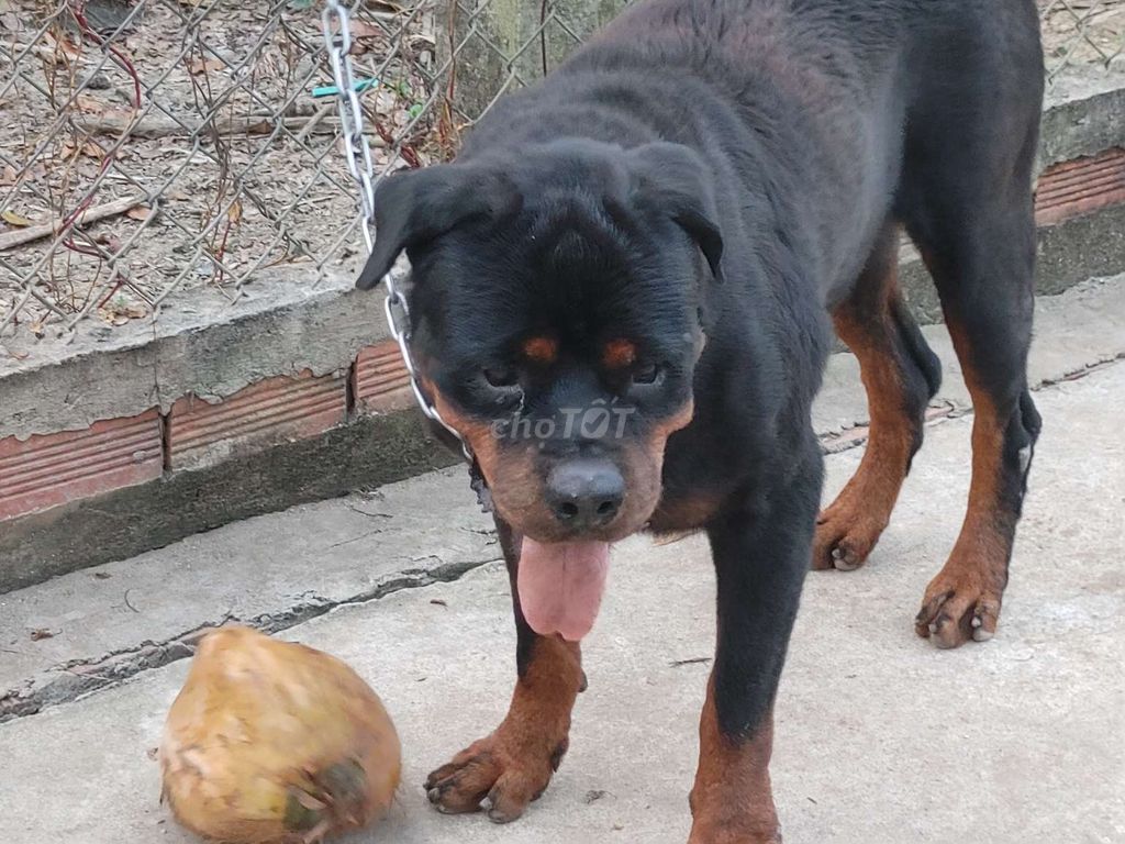 Chó Đực Giấy Vka. Mua bán Chó tại Huyện Bình Chánh Tp Hồ Chí Minh được đăng bởi Nhân Rottweiler  hình 2
