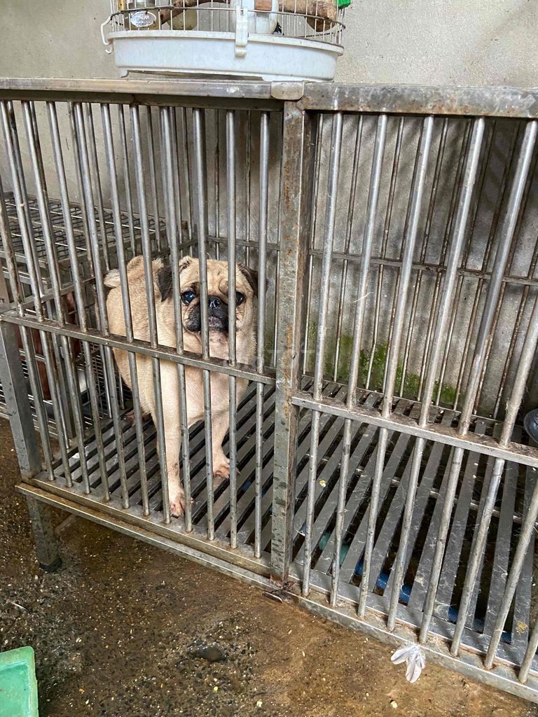 pug cái chân lùn đuôi xoắn tìm chủ có bớt. Mua bán Chó tại Quận 12 Tp Hồ Chí Minh được đăng bởi Trần Huy Bảo hình 2