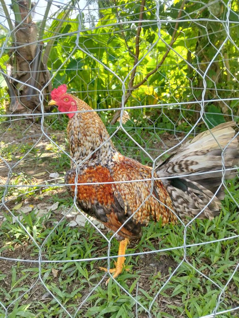 Gà cứu 2k3. Mua bán Gà tại Quận Bình Thuỷ Cần Thơ được đăng bởi trai gà thanh cần Thơ  hình 1