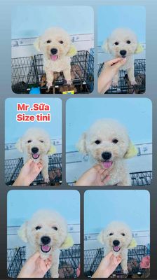 poodle nhận phối giống. Mua bán Phụ kiện, Thức ăn, Dịch vụ tại Quận 12 Tp Hồ Chí Minh được đăng bởi xushimoon 