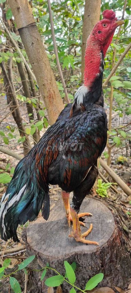 Gà đòn Bình Định Lục đinh vấn sáo 2kg8, trạng 3kg. Mua bán Gà tại Huyện Củ Chi Tp Hồ Chí Minh được đăng bởi Chicken Shop  hình 1