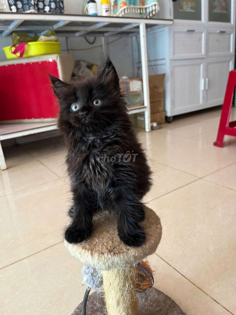 Mèo Anh Lông Dài x ManieCoon đực 2 tháng đã tiêm. Mua bán Mèo tại Huyện Xuân Lộc Đồng Nai được đăng bởi Sơn hình 1