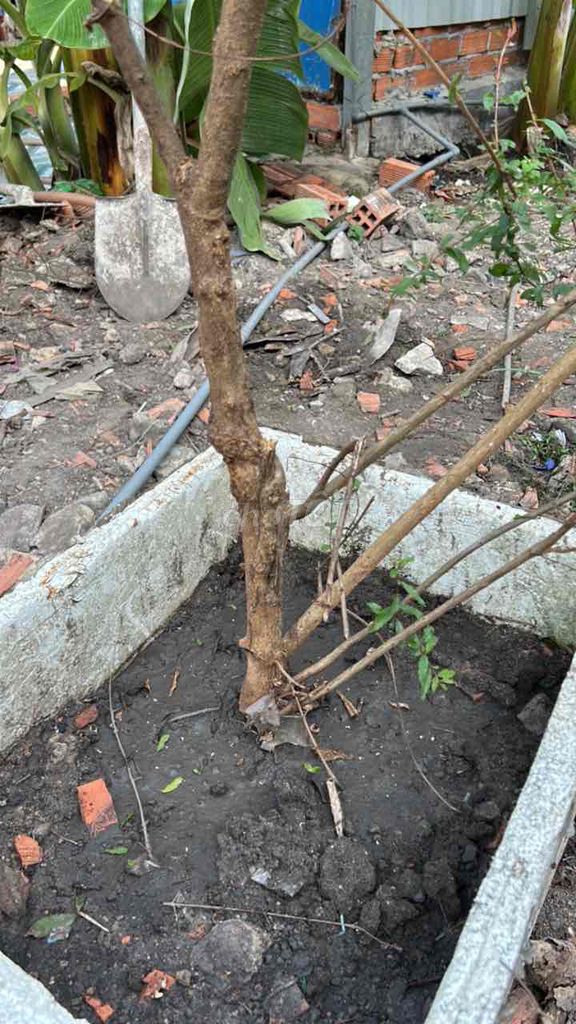 Cây lựu đỏ 8 năm đã bứng chậu. Mua bán Cây cảnh, đồ trang trí tại Huyện Hóc Môn Tp Hồ Chí Minh được đăng bởi Hải hình 1