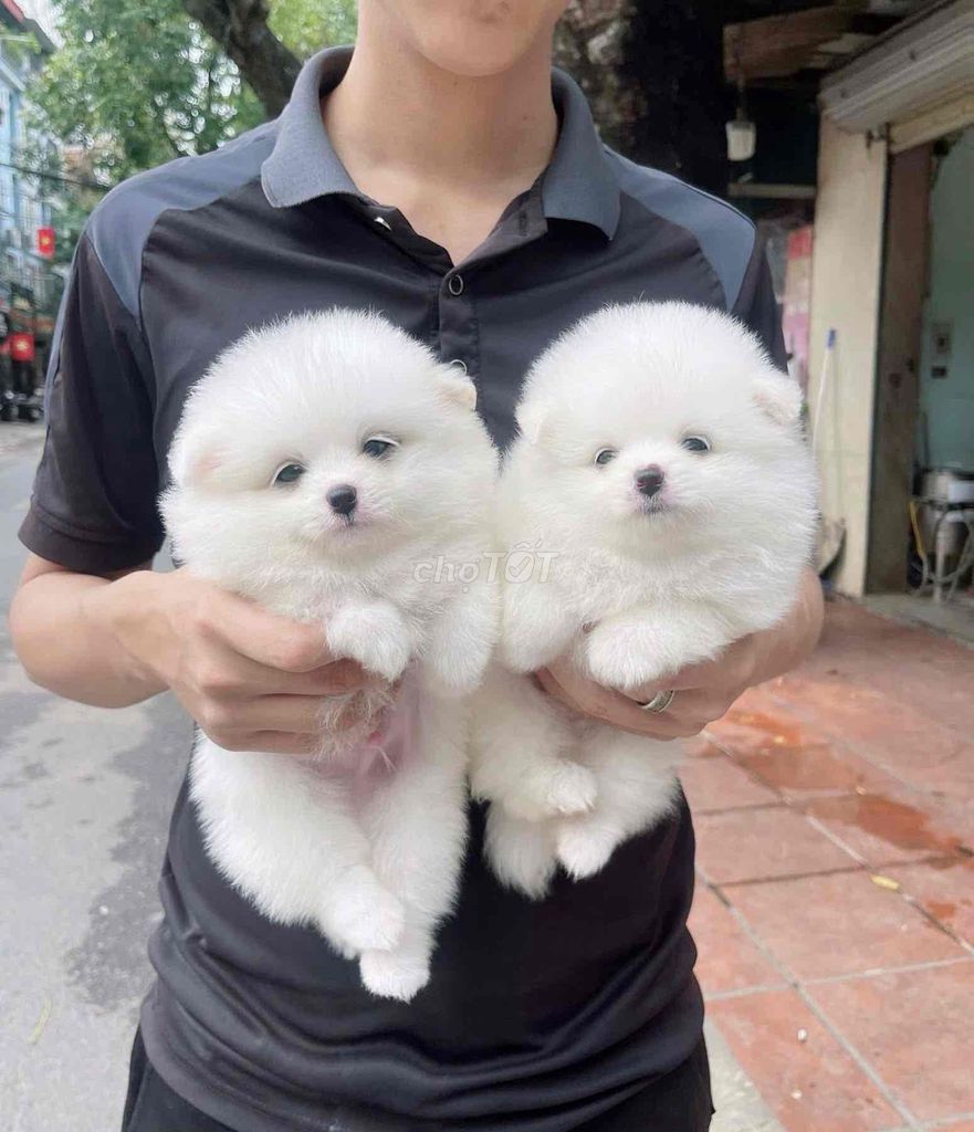 Chó Phốc Sóc Trắng Đực Cái Lông dày mượt. Mua bán Chó tại Thành phố Thủ Dầu Một Bình Dương được đăng bởi Nguyễn Thị Huỳnh Mai hình 1