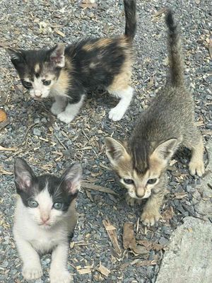 Mèo con Đa sắc 2 tháng tuổi