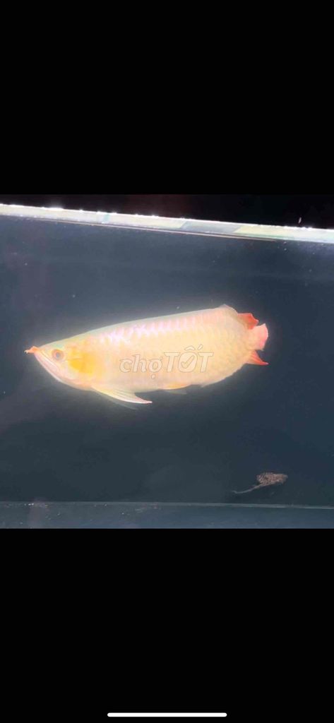 Cá Rồng Huyết 38-40cm Vàng Semi bản cao. Mua bán Thú cưng khác tại Thị xã Tân Uyên Bình Dương được đăng bởi Tuấn hình 1