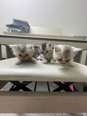 mèo aln nhà trồng q7 ạ. Mua bán Mèo tại Quận 7 Tp Hồ Chí Minh được đăng bởi Hiếu Tô Ni