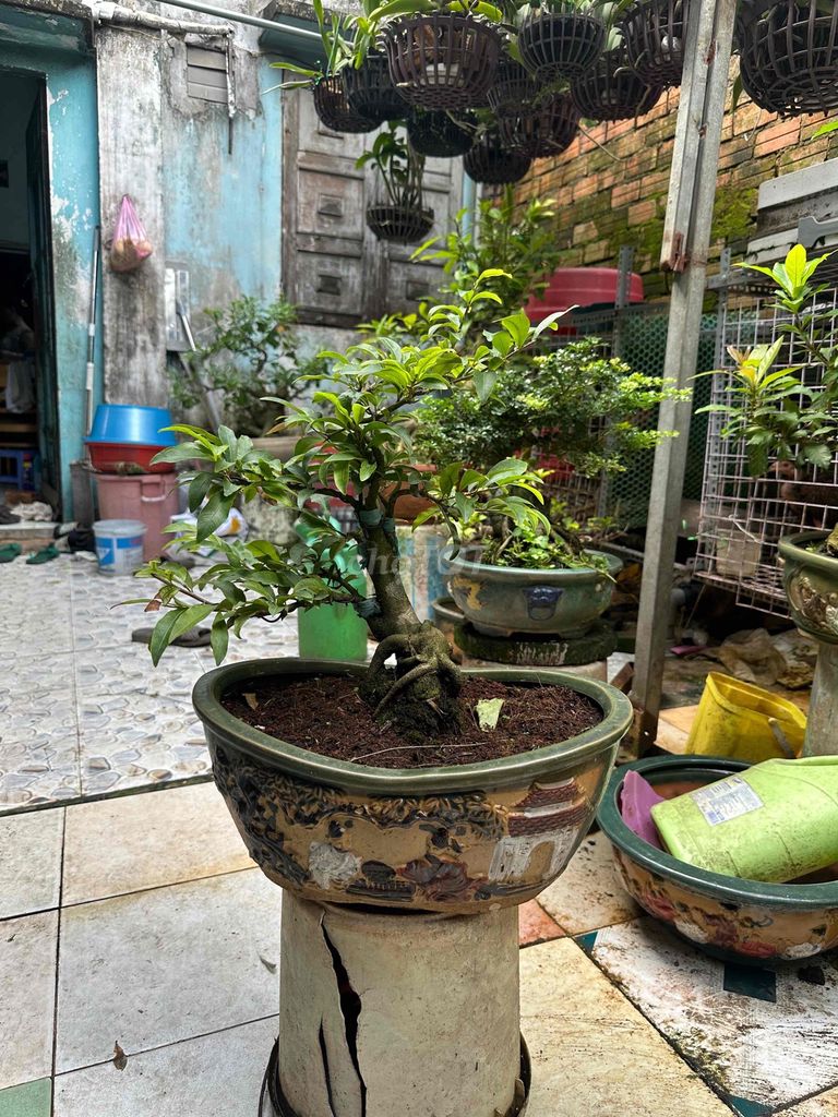 Mai vàng bonsai mini cây thon mịn. Mua bán Cây cảnh, đồ trang trí tại Huyện Củ Chi Tp Hồ Chí Minh được đăng bởi nguyễn quốc Thắng hình 1