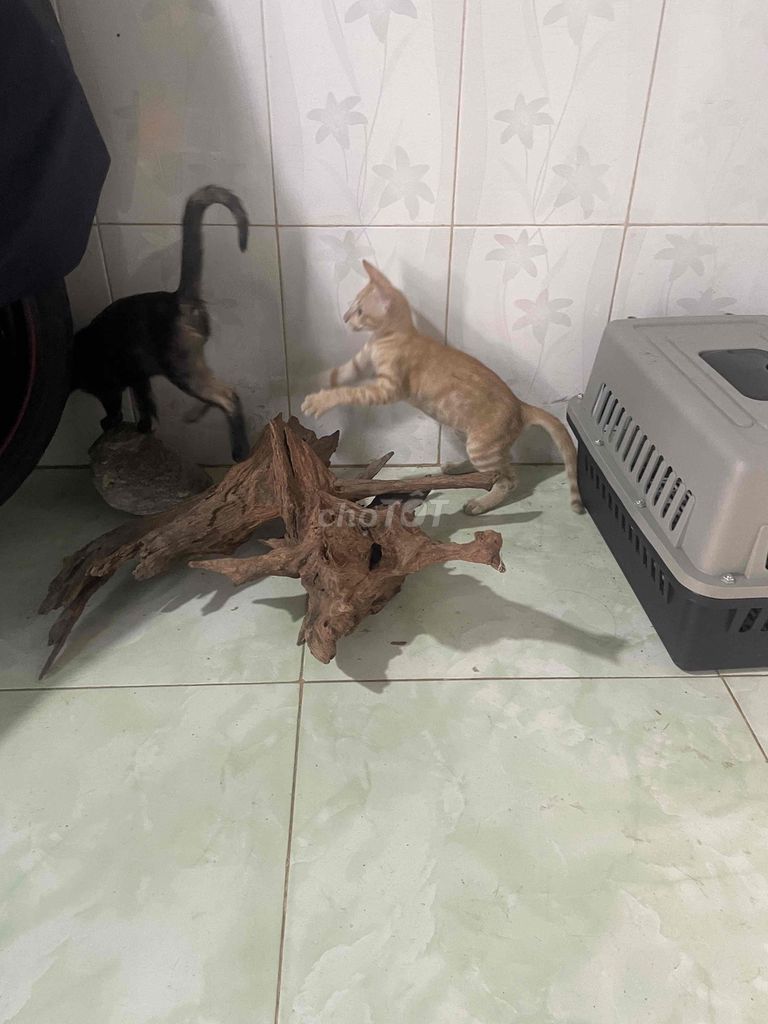 Mèo con Đen, vàng Cả hai. Mua bán Mèo tại Huyện Cần Đước Long An được đăng bởi Trịnh Trung Hiếu hình 1