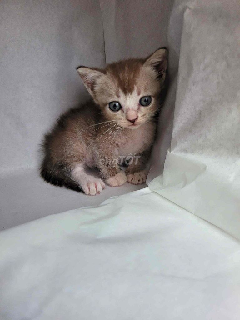 Munchkin tìm nhà mới. Mua bán Mèo tại Quận 7 Tp Hồ Chí Minh được đăng bởi Heidi Nguyen hình 2