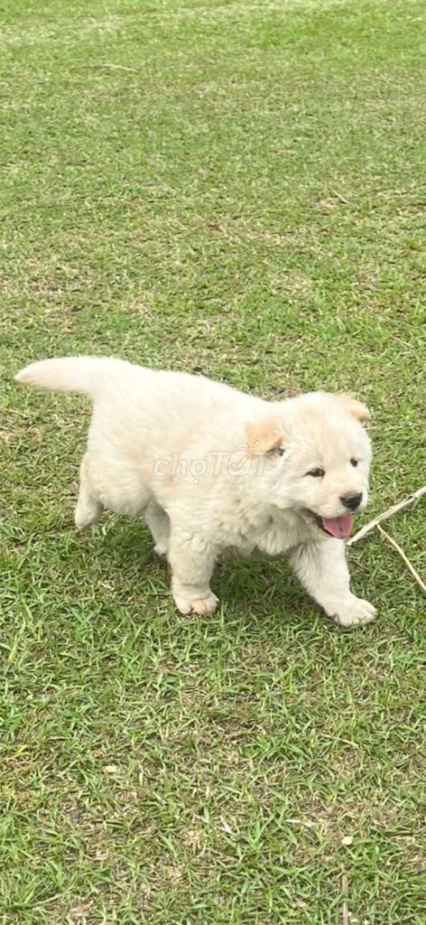 bé trai màu trắng . Mua bán Chó tại Thành phố Thủ Đức Tp Hồ Chí Minh được đăng bởi cho H mong hình 1