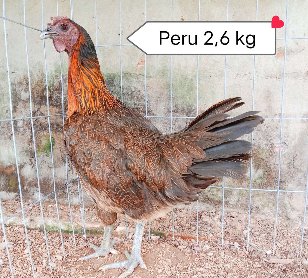 Máy Peru trạng 2,8 kg