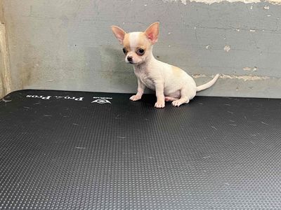 tìm nhà mới yêu thương bé chihuahua bò sữa. Mua bán Chó tại Quận 6 Tp Hồ Chí Minh được đăng bởi Trần