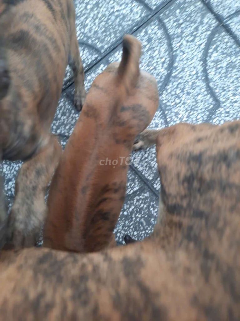 Chó Phú Quốc vàng vện gần 3 tháng. Mua bán Chó tại Huyện Gò Dầu Tây Ninh được đăng bởi Minhvy hình 4