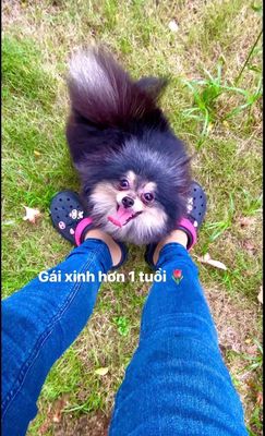 Bé Phốc Sóc cái tơ hơn 1 tuổi, teacup quấn chủ