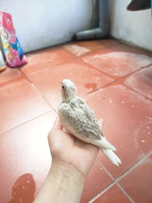 Chim Vẹt Cockatiel Trắng