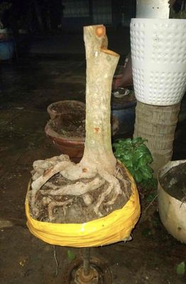 mai tứ quý. Mua bán Cây cảnh, đồ trang trí tại Quận Bình Tân Tp Hồ Chí Minh được đăng bởi Đỗ Đạt