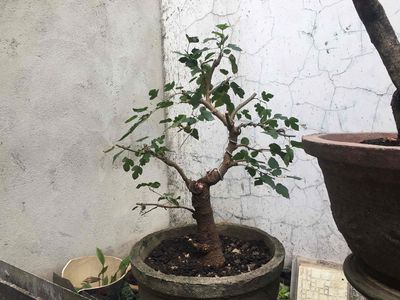 cây dâu tằm bonsai