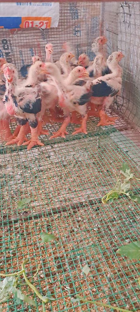 Gà đông tảo 8lạng-1kg. Mua bán Gà tại Thành phố Thuận An Bình Dương được đăng bởi Trại Gà Đông Tảo hình 1