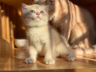 Mèo tai cụp Golden đực CY11