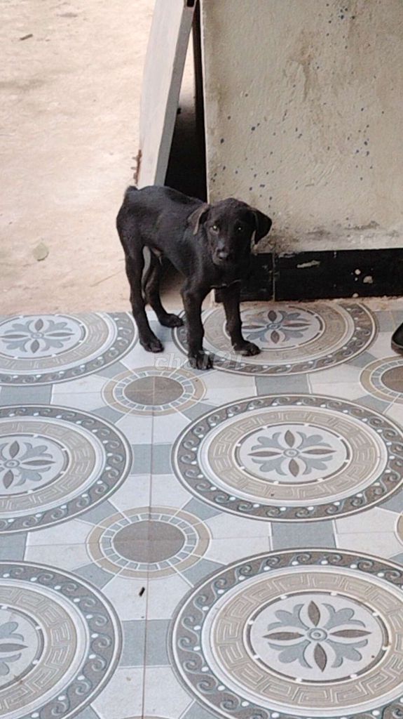 Mông cộc thỏ. Mua bán Chó tại Huyện Bàu Bàng Bình Dương được đăng bởi MrPhong hình 3