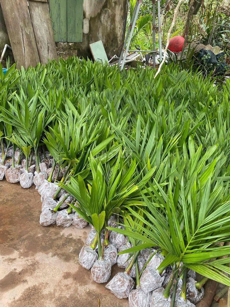 Cây giống Cau tứ thời. Mua bán Cây cảnh, đồ trang trí tại Huyện Thanh Trì Hà Nội được đăng bởi Thuỷ hình 1