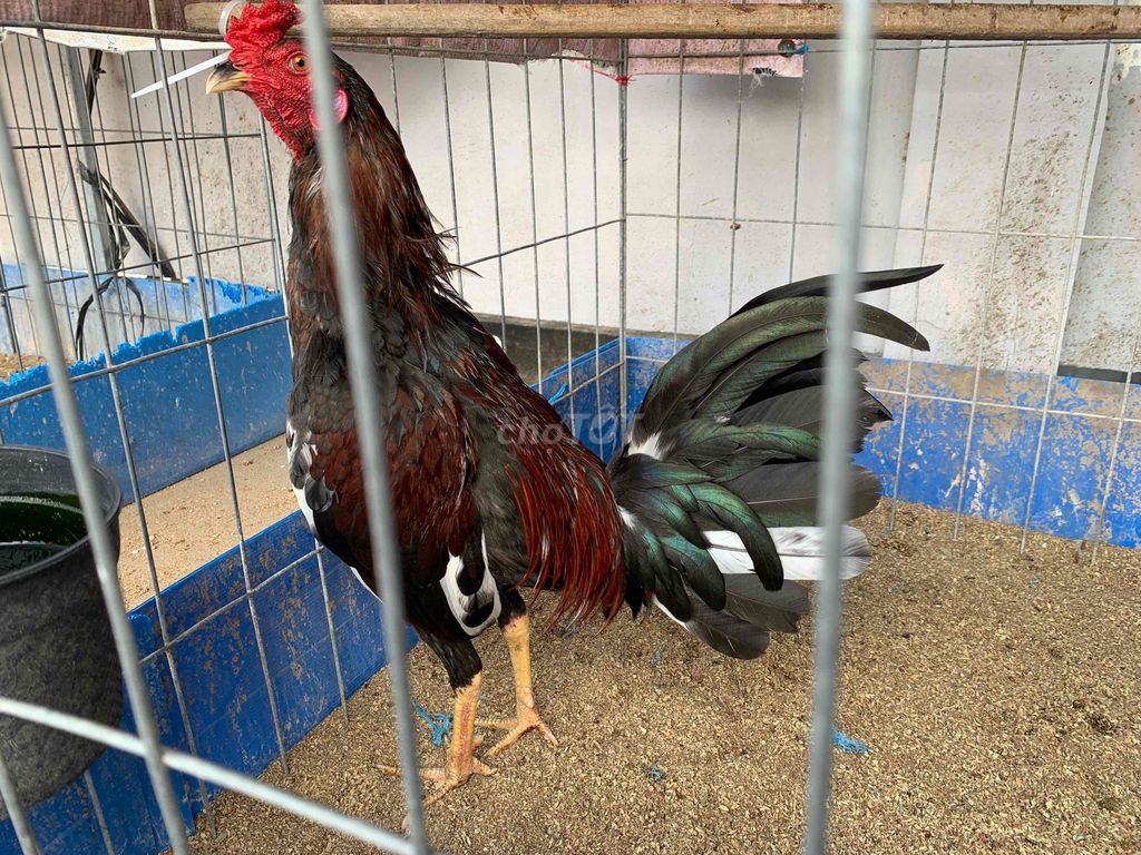 Vài em tre tơ cuban mỹ. Mua bán Gà tại Thành phố Sa Đéc Đồng Tháp được đăng bởi Thái Lê hình 1