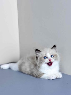 Mèo Ragdoll siêu phẩm Béo ú | Trại Mèo Da-O CầnTho