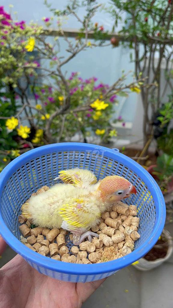 Lovebird có viền vàng đầu đỏ đón tết