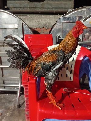 Cú 3kg3siu pha chút máu thái. Mua bán Gà tại Thành phố Mỹ Tho Tiền Giang được đăng bởi Luân