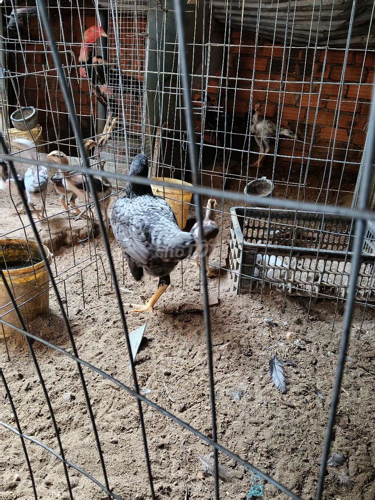 Gà Đen trắng. Mua bán Gà tại Thành phố Hội An Quảng Nam được đăng bởi Minhthien Le hình 1